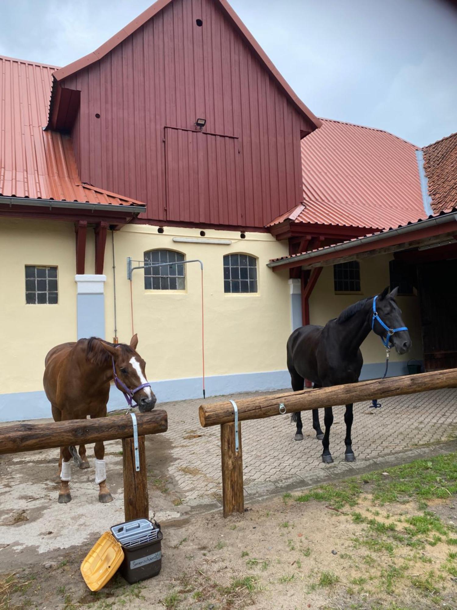 Heidegut Eschede Reitsportanlage Und Feriendorf Dış mekan fotoğraf