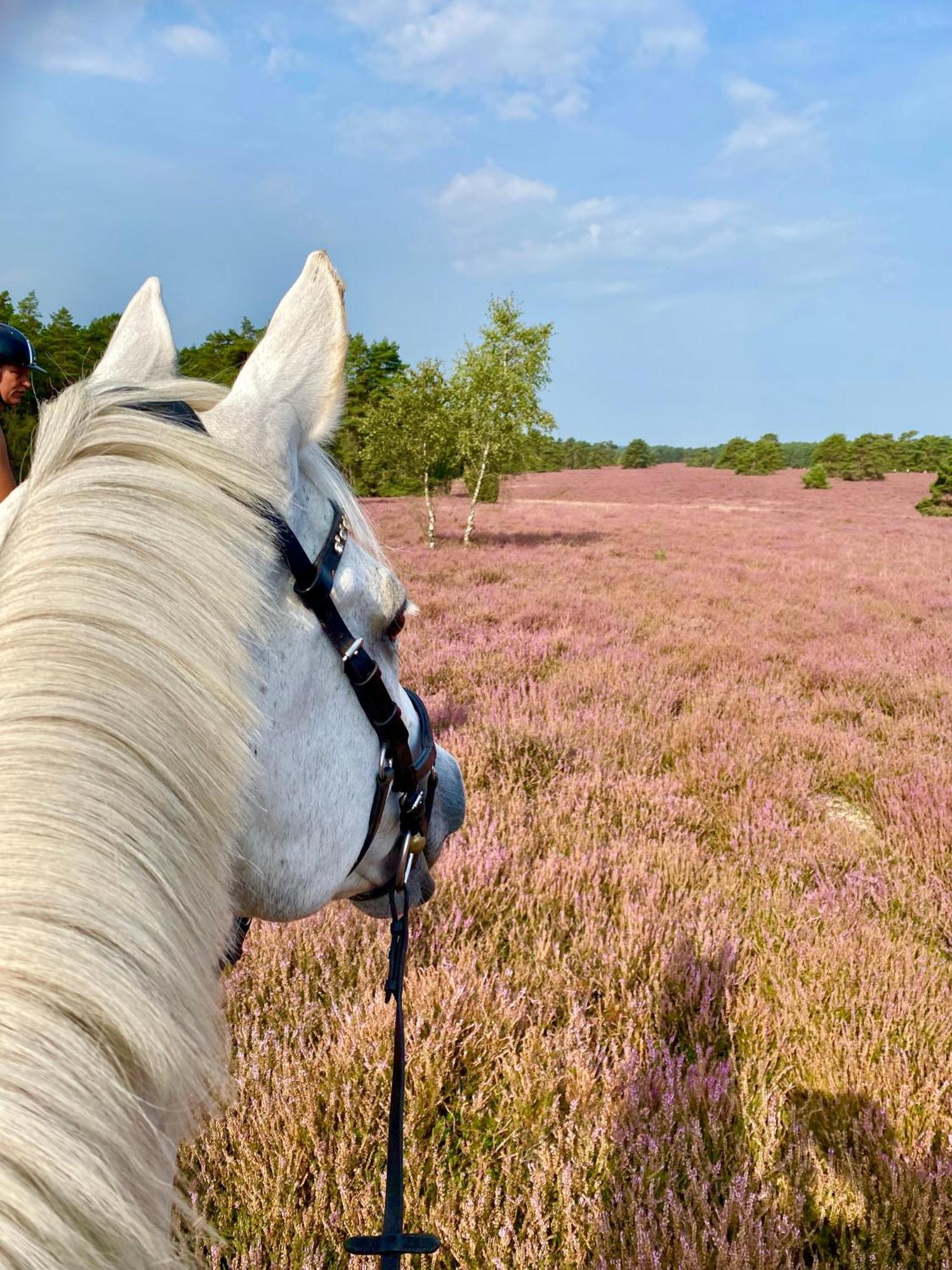 Heidegut Eschede Reitsportanlage Und Feriendorf Dış mekan fotoğraf