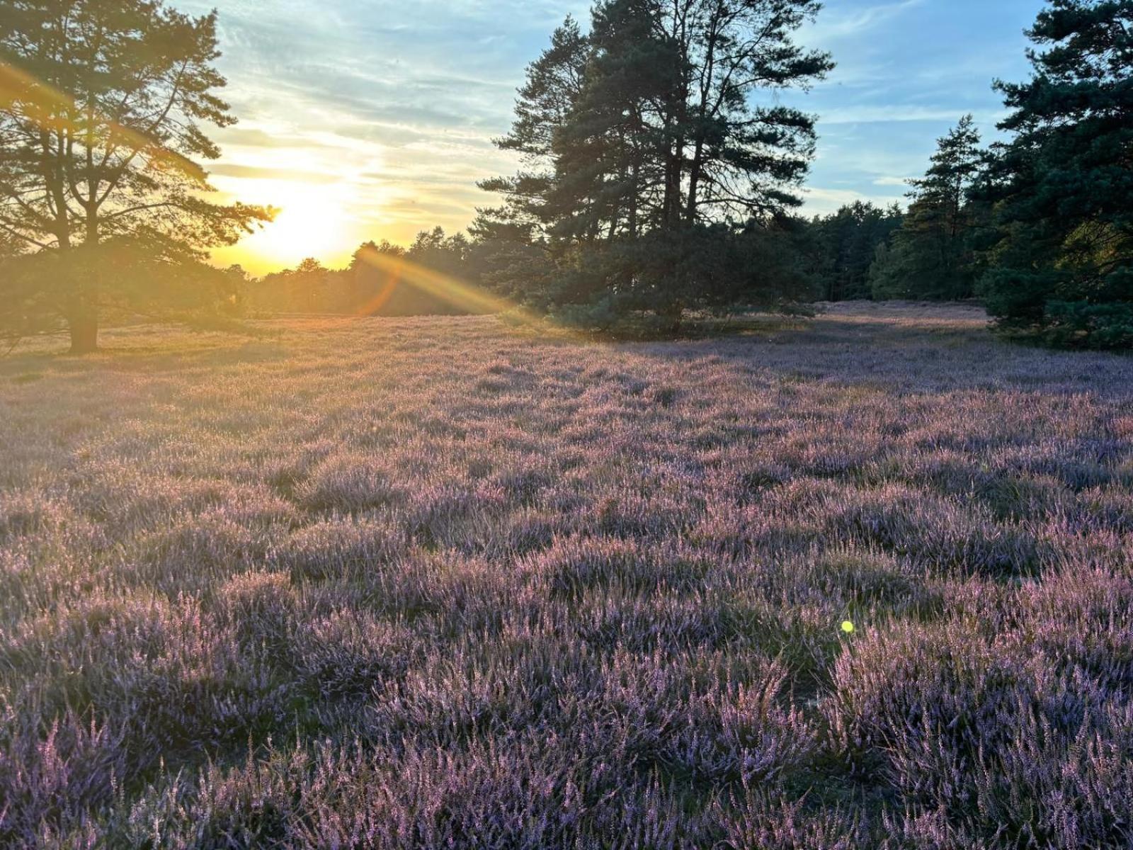 Heidegut Eschede Reitsportanlage Und Feriendorf Dış mekan fotoğraf